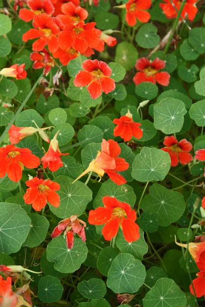 Tropaeolum majus, Nasturzio comune, Cappucinas, Martutzu de Indias, Nasturzu