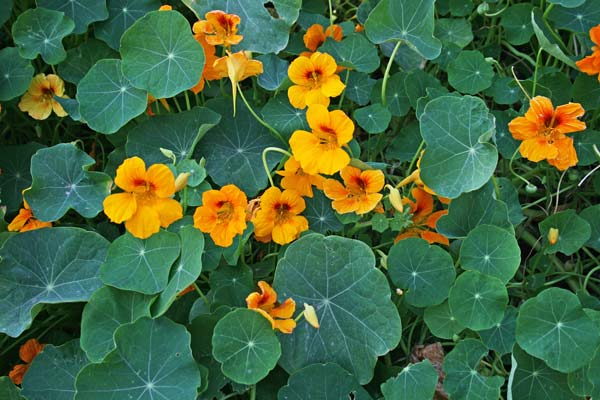 Tropaeolum majus, Nasturzio comune, Cappucinas, Martutzu de Indias, Nasturzu