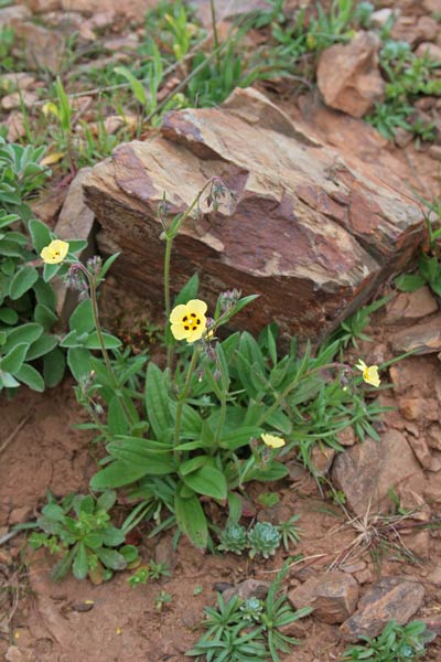 Tuberaria guttata, Fior gallinaccio comune, Minda, Rudedda de monte