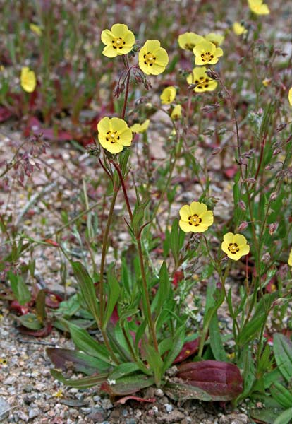 Tuberaria guttata, Fior gallinaccio comune, Minda, Rudedda de monte