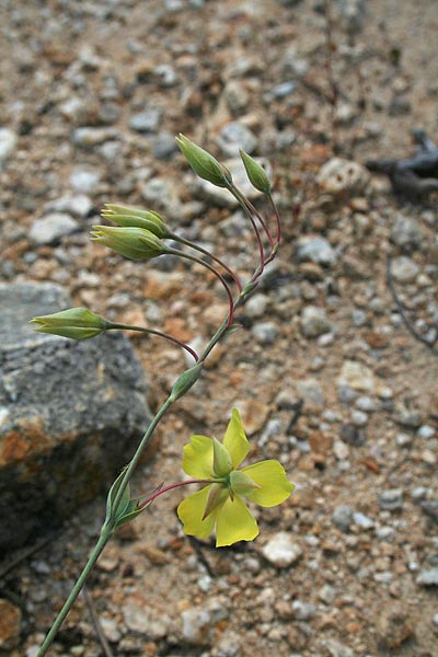 Tuberaria lignosa, Fior gallinaccio maggiore