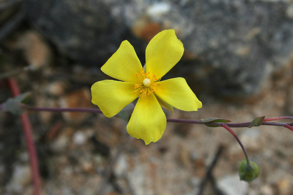 Tuberaria lignosa, Fior gallinaccio maggiore