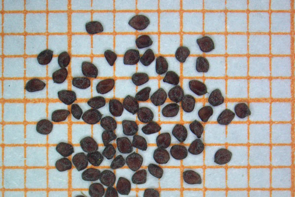 Tuberaria lignosa, Fior gallinaccio maggiore