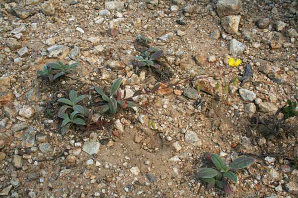 Tuberaria lignosa, Fior gallinaccio maggiore