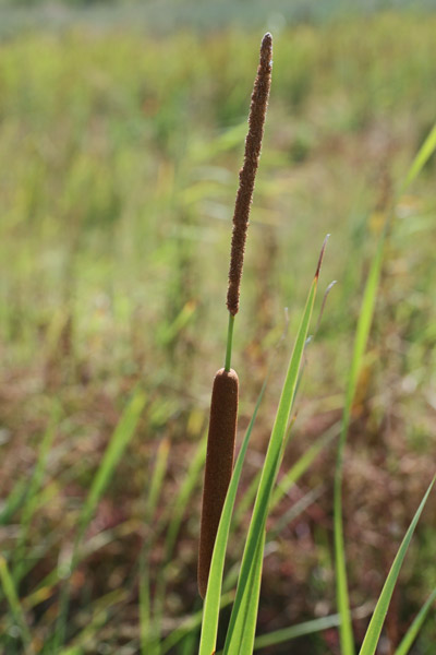 Typha angustifolia, Lisca a foglie strette, Buda, Fenu de stoia, Folla de stoja, Guettu de acqua, Insurda pizzinnos, Ispadula, Istoja