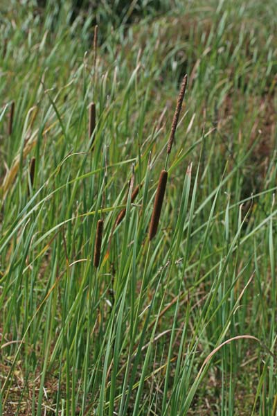 Typha angustifolia, Lisca a foglie strette, Buda, Fenu de stoia, Folla de stoja, Guettu de acqua, Insurda pizzinnos, Ispadula, Istoja