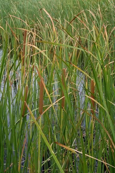 Typha latifolia, Biodo di palude, Lisca maggiore, Mazza-sorda, Sala, Stiancia, Tifa, Buda, Fenu de stoia, Guettu de acqua, Insurda pizzinnos, Ispadula, Istoja