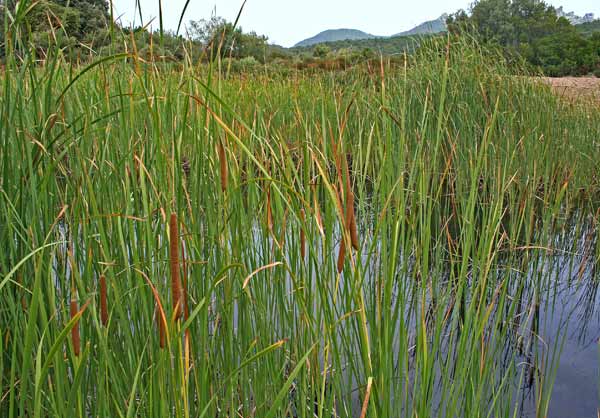 Typha latifolia, Biodo di palude, Lisca maggiore, Mazza-sorda, Sala, Stiancia, Tifa, Buda, Fenu de stoia, Guettu de acqua, Insurda pizzinnos, Ispadula, Istoja