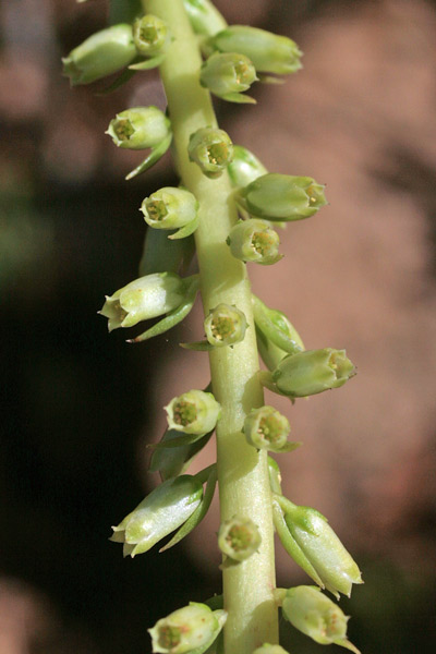 Umbilicus horizontalis, Ombelico di Venere minore