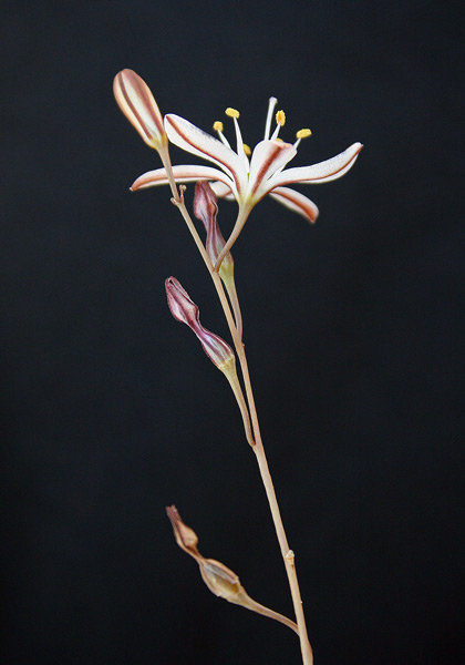 Urginea fugax, Scilla filiforme