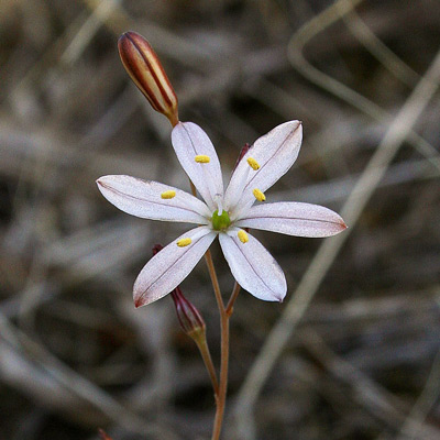 Urginea fugax, Scilla filiforme