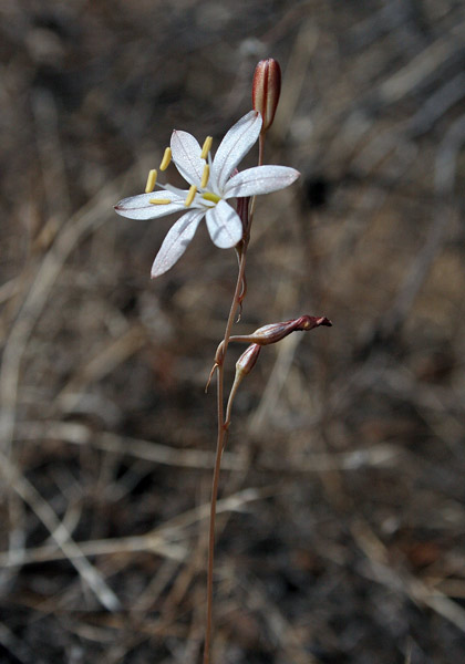 Urginea fugax, Scilla filiforme