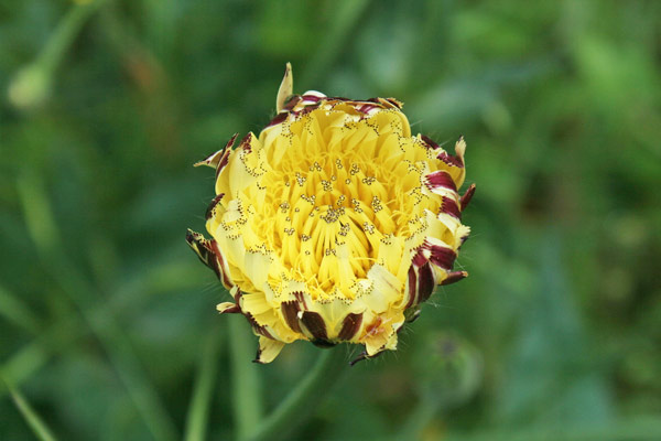 Urospermum dalechampii, Amarago, Boccione maggiore, Grugno, Lattugaccio, Cicoria burda, Cicoria de porcus, Pabanzolu de colorus