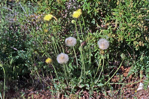 Urospermum dalechampii, Amarago, Boccione maggiore, Grugno, Lattugaccio, Cicoria burda, Cicoria de porcus, Pabanzolu de colorus