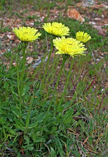 Urospermum dalechampii, Amarago, Boccione maggiore, Grugno, Lattugaccio, Cicoria burda, Cicoria de porcus, Pabanzolu de colorus