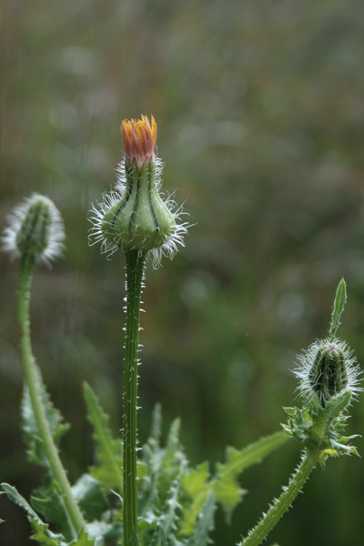 Urospermum picroides, Boccione minore