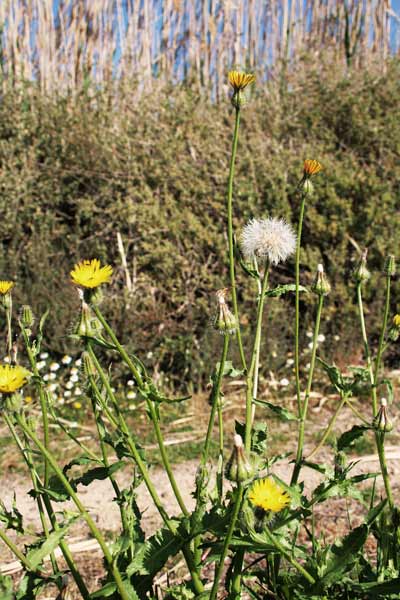 Urospermum picroides, Boccione minore