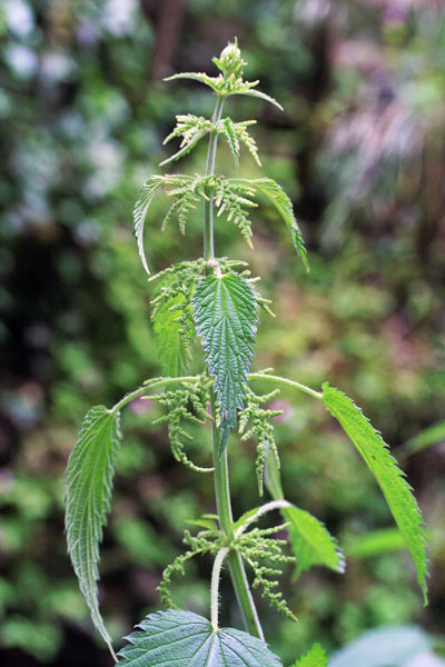 Urtica dioica, Ortica comune, Occiau, Occiau mascu, Orciau, Orciada, Orticata, Ortija mascu, Pitziafui, Pitzianti, Pitzianti mascu, Pitiga-pitiga, Pitziadròxiu, Pùstica, Ultiga, Ultiga màsciu, Ultija, Urtiga