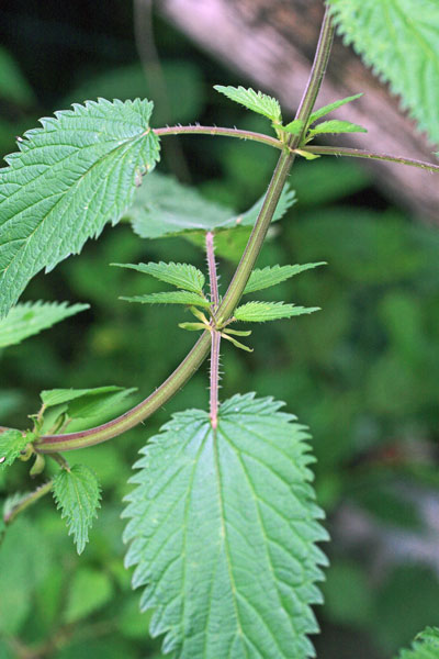 Urtica dioica, Ortica comune, Occiau, Occiau mascu, Orciau, Orciada, Orticata, Ortija mascu, Pitziafui, Pitzianti, Pitzianti mascu, Pitiga-pitiga, Pitziadròxiu, Pùstica, Ultiga, Ultiga màsciu, Ultija, Urtiga