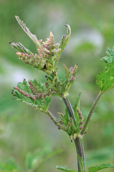 Urtica dioica, Ortica comune, Occiau, Occiau mascu, Orciau, Orciada, Orticata, Ortija mascu, Pitziafui, Pitzianti, Pitzianti mascu, Pitiga-pitiga, Pitziadròxiu, Pùstica, Ultiga, Ultiga màsciu, Ultija, Urtiga