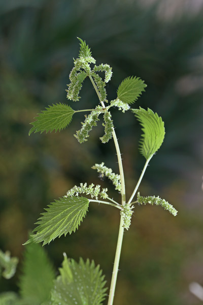 Urtica membranacea, Ortica membranosa, Ortigada, Ortija, Pistiddori, Pizzianti femina, Urtiga