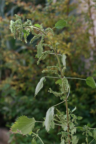 Urtica membranacea, Ortica membranosa, Ortigada, Ortija, Pistiddori, Pizzianti femina, Urtiga