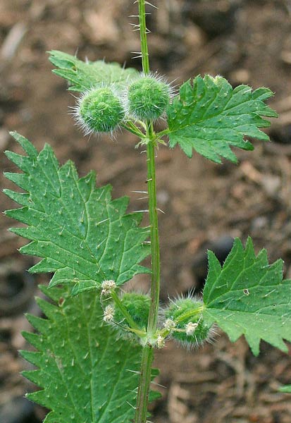 Urtica pilulifera, Ortica a campanelli, Ortigada, Ortija femina, Pizzicanti, Pistidduri femina