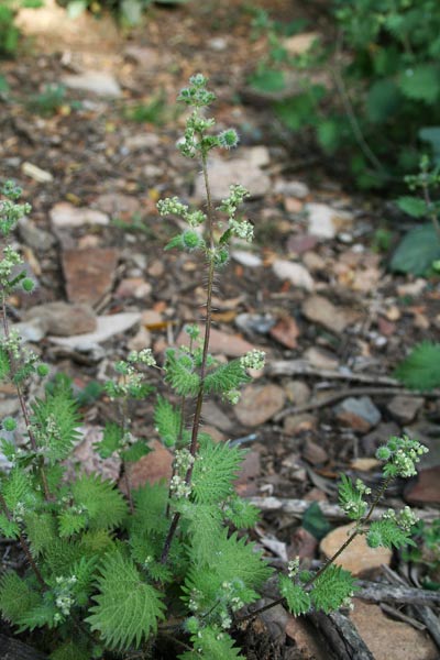 Urtica pilulifera, Ortica a campanelli, Ortigada, Ortija femina, Pizzicanti, Pistidduri femina