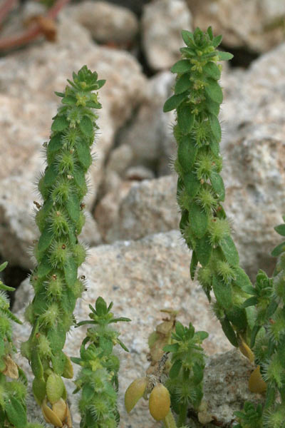 Valantia ispida, Erba-croce ispida