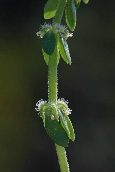 Valantia ispida, Erba-croce ispida