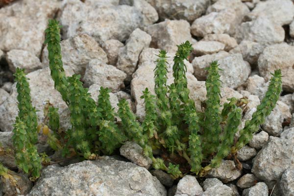 Valantia ispida, Erba-croce ispida