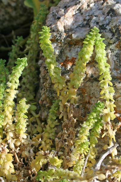 Valantia muralis, Erba-croce comune