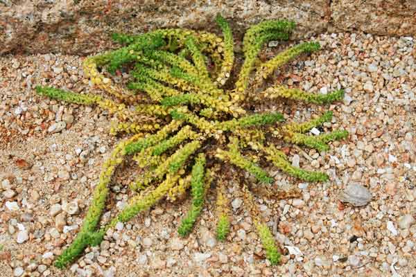 Valantia muralis, Erba-croce comune