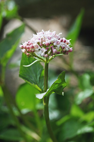 Valeriana montana, Erba gatta, Valeriana montana