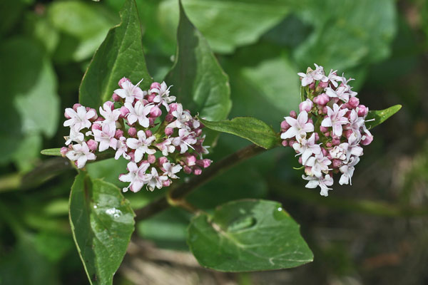 Valeriana montana, Erba gatta, Valeriana montana