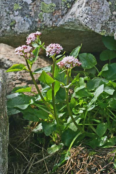 Valeriana montana, Erba gatta, Valeriana montana