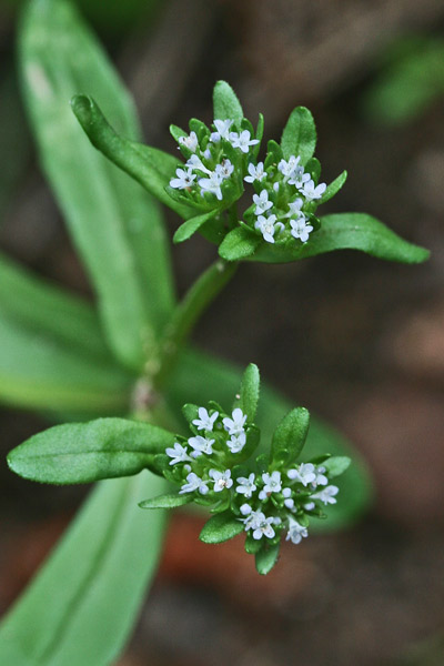 Valerianella carinata, Gallinella carenata, Valerianella carenata