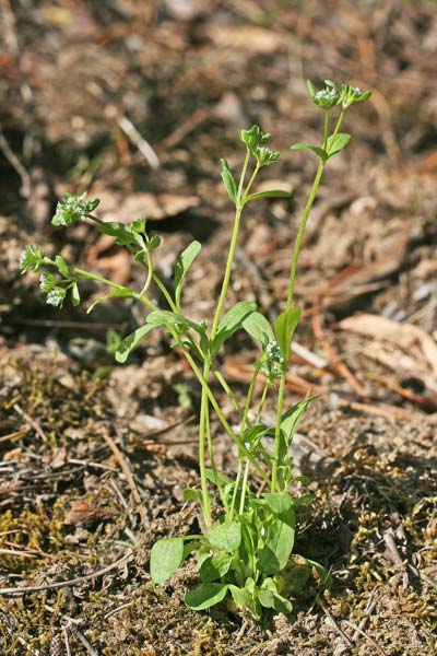 Valerianella carinata, Gallinella carenata, Valerianella carenata