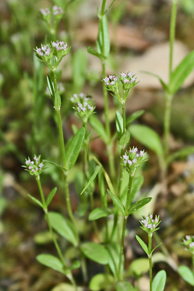 Valerianella microcarpa, Gallinella a frutto piccolo