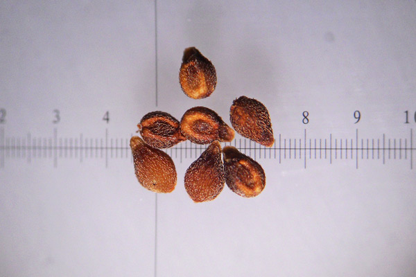 Valerianella microcarpa, Gallinella a frutto piccolo