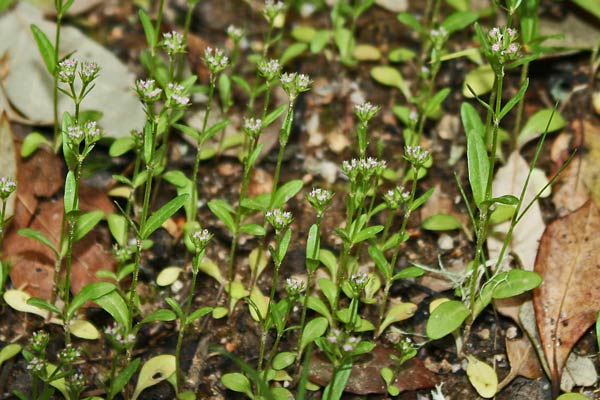 Valerianella microcarpa, Gallinella a frutto piccolo