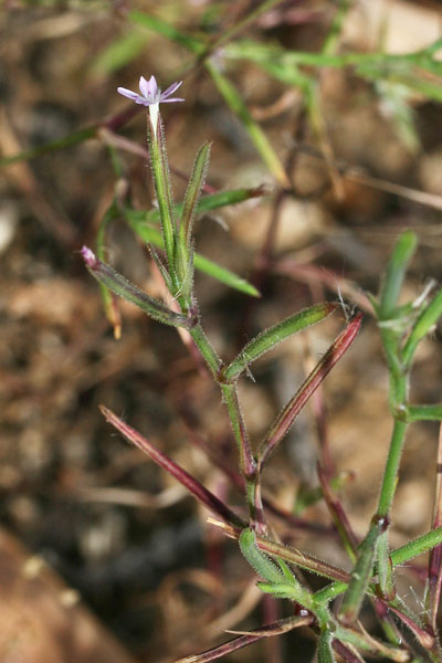 Dianthus nudiflorus, Garofano a fiori nudi, Velezia, Velezia rigida