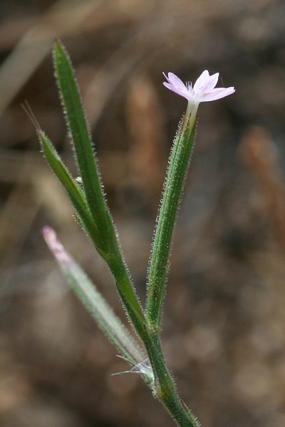 Velezia rigida, Velezia