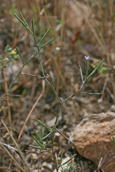 Dianthus nudiflorus, Garofano a fiori nudi, Velezia, Velezia rigida