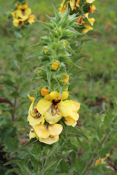 Verbascum creticum, Verbasco del Patriarca, Cadumbu, Trovodda