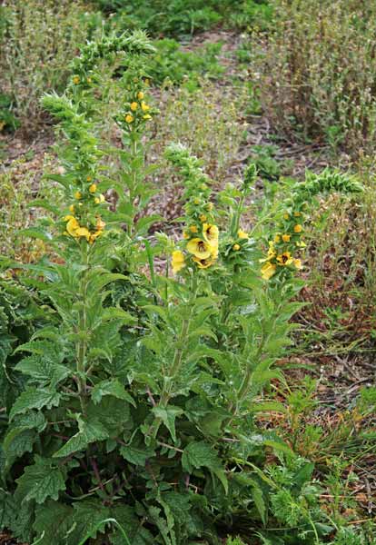 Verbascum creticum, Verbasco del Patriarca, Cadumbu, Trovodda