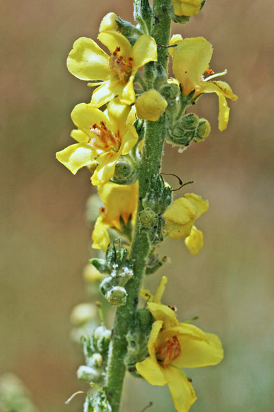 Verbascum pulverulentum, Verbasco a candelabro, Cadumbu, Eiba sturdina, Truvedda