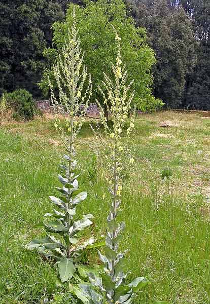 Verbascum pulverulentum, Verbasco a candelabro, Cadumbu, Eiba sturdina, Truvedda