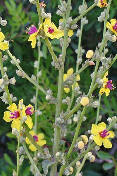 Verbascum sinuatum, Verbasco sinuato, V. sinuoso, Cadumbu, Eiba sthusdhina