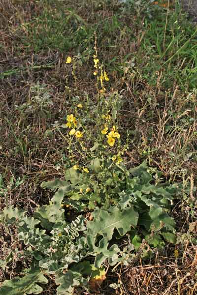 Verbascum sinuatum, Verbasco sinuato, V. sinuoso, Cadumbu, Eiba sthusdhina